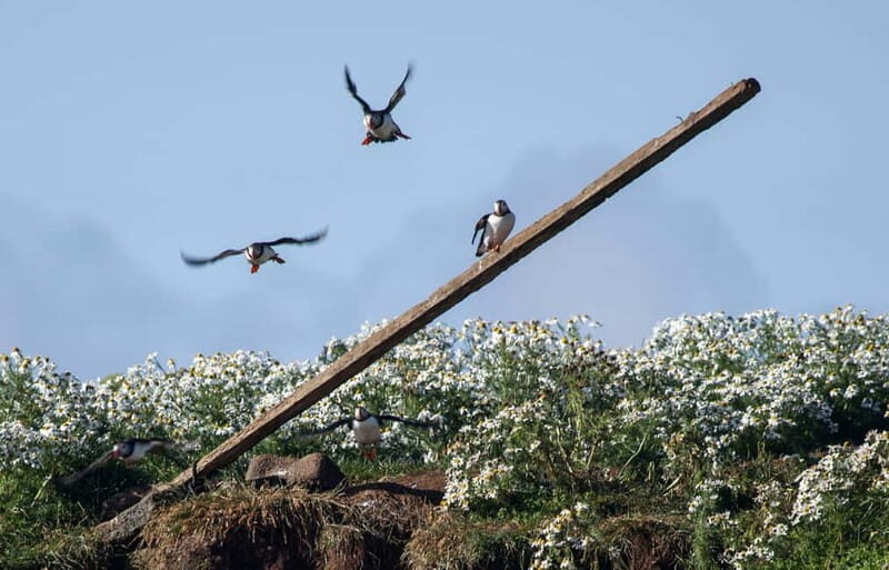 Reykjavik: Whales and Puffins Express Cruise Combo Tour - Key Points