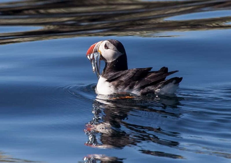 Reykjavik: Whales and Puffins Express Cruise Combo Tour - Practical Tips for Your Trip