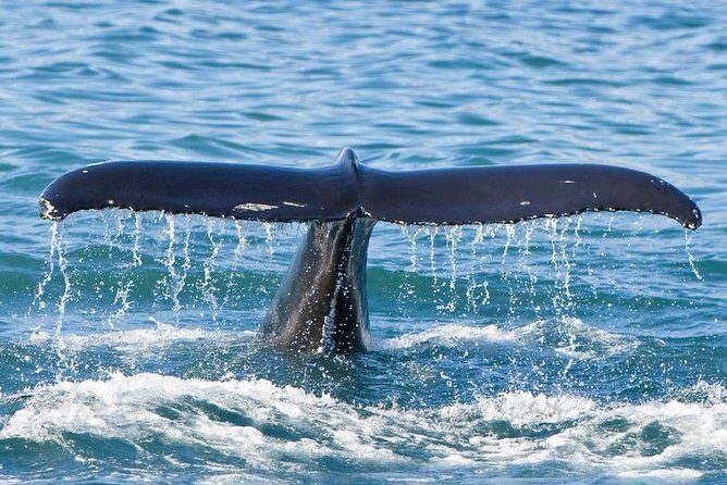 Reykjavik Whales & White Water Rafting Adventure - The Sum Up