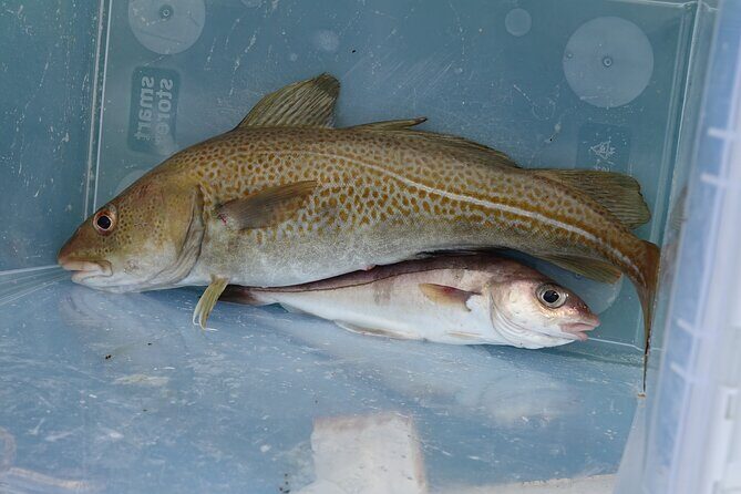 Reykjavik's Finest Catch: Guided Sea Angling Tour for All Levels - Frequently Asked Questions