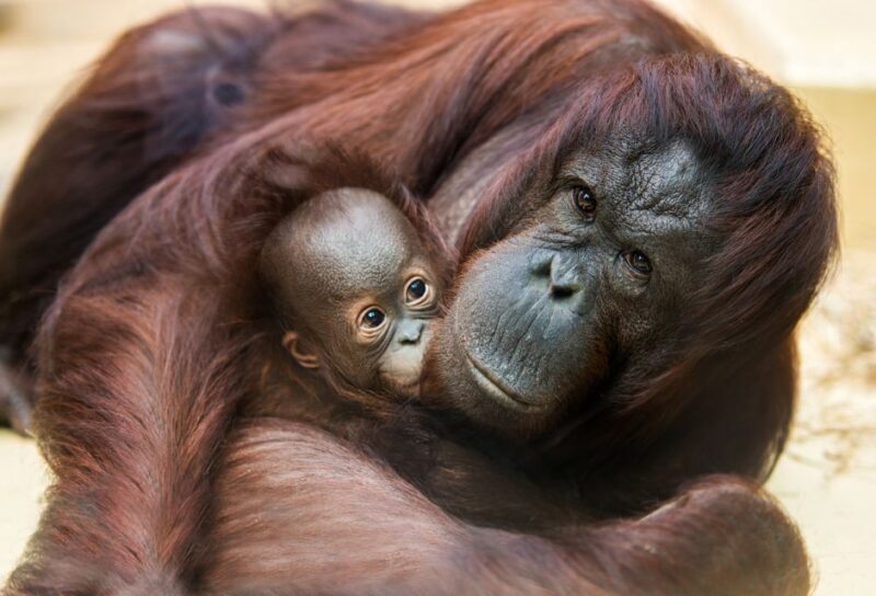 Rhenen: Ouwehands Zoo Entry Ticket - Key Points