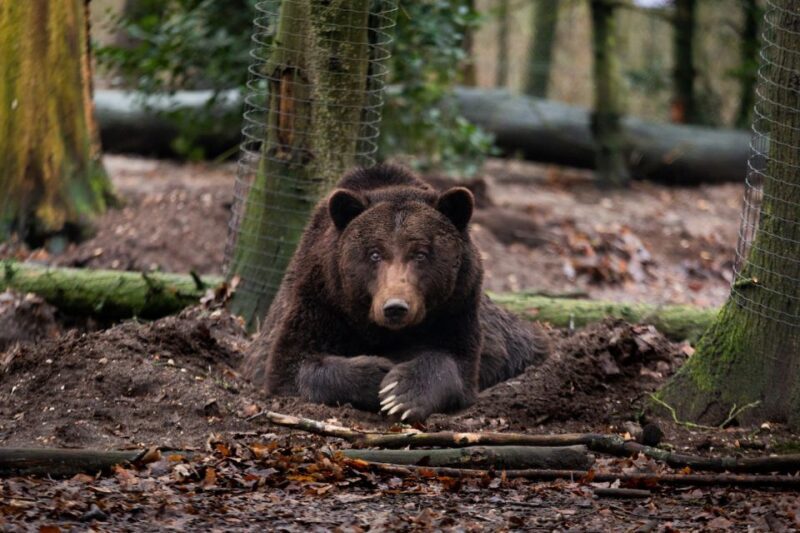 Rhenen: Ouwehands Zoo Entry Ticket - Exploring Ouwehands Zoo: What to Expect