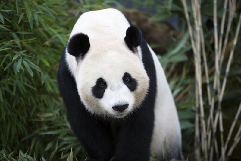 Rhenen: Ouwehands Zoo Entry Ticket - Authentic Feedback and Review Highlights