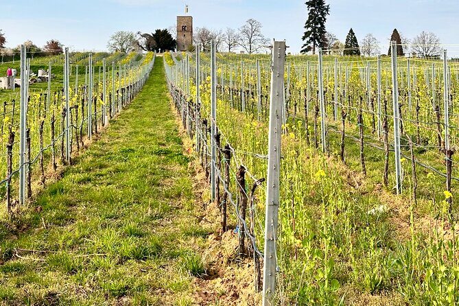 Rhine Valley Wine Tasting Tour from Frankfurt and Mainz - Authentic Experiences Drawn from Guests’ Perspectives