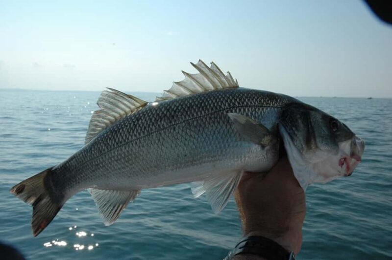Rhodes: 4 Hour Private Boat Fishing Trip with Equipment - Who Is This Experience Best For?