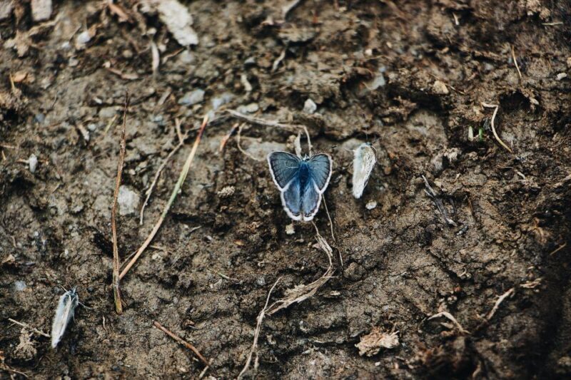 Rhodes: Butterfly Valley and Mini Cruise to Chalki Island - Authentic Experiences Based on Reviews