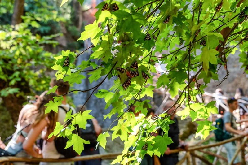 Rhodes: Butterfly Valley Half-Day Bus Trip - Authentic Experiences and Practical Tips