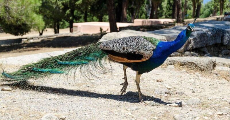 Rhodes: Filerimos Hill and Butterfly Valley Bus Trip - Key Points