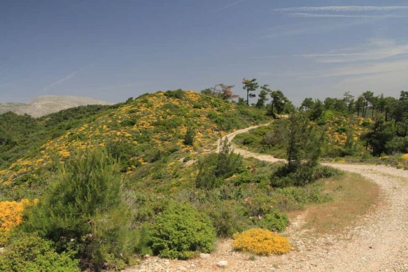 Rhodes: Safari with experienced driver - South pick ups - Key Points