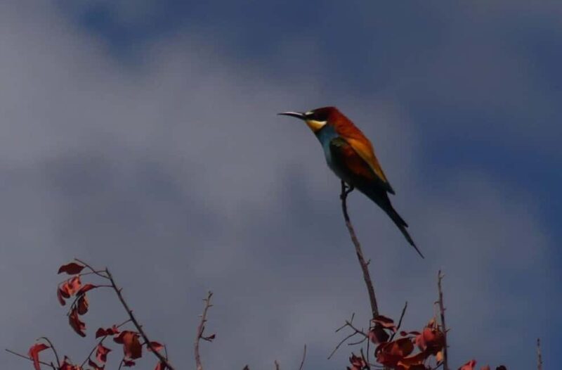 Rhodes: Safari with experienced driver - South pick ups - Who Will Love This Tour?