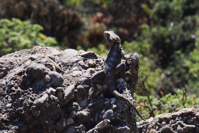 Rhodes Self drive 4x4 Safari Adventure - South pick ups - FAQ