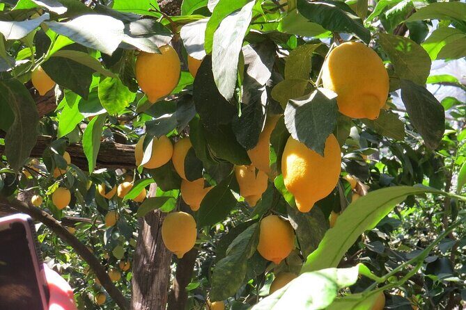 Rhodes Self Drive 4x4 Wilderness Expedition & Traditional Lunch - FAQ