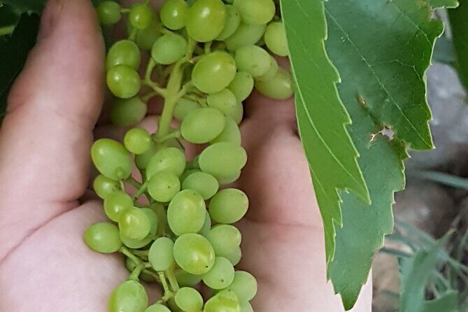 Rhodes Wine & Food Tour: 10 Meal Course Lunch, Wine Tasting, Cooking Class - The Itinerary Breakdown: What to Expect