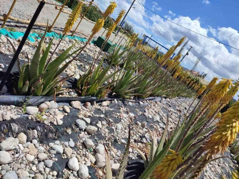 Rhodes:Explore the farm's paths & discover aloe vera & herbs - Who Will Love This Experience?