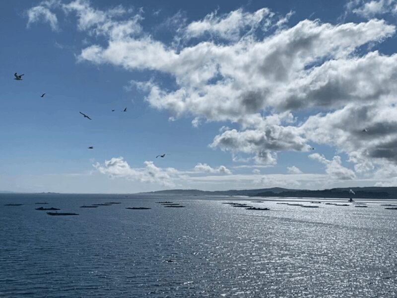 Ría de Arousa: Daytime or Sunset Sailboat Cruise with drinks - What is the Ría de Arousa: Daytime or Sunset Sailboat Cruise?