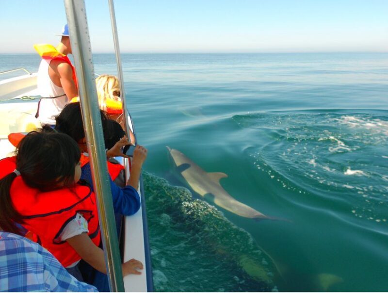 Ria Formosa: Dolphin-Watching Boat Tour - The Itinerary: What to Expect on the Water