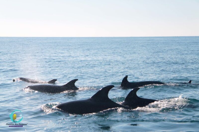Ria Formosa: Dolphin-Watching Boat Tour - The Reviews: Real Perspectives