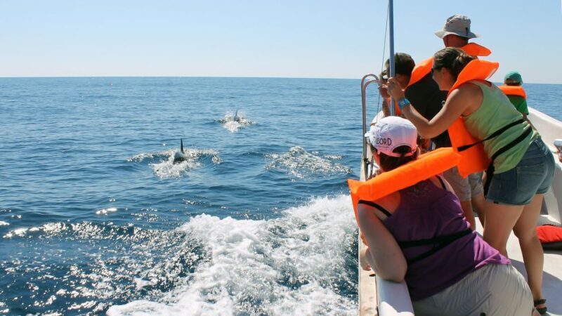 Ria Formosa: Dolphin-Watching Boat Tour - Who Should Book This Tour?