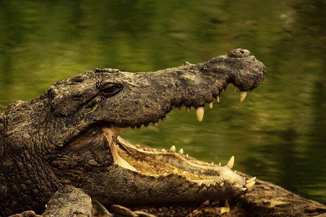 Ría Lagartos Biosphere Reserve & Las Coloradas Adventure - FAQ