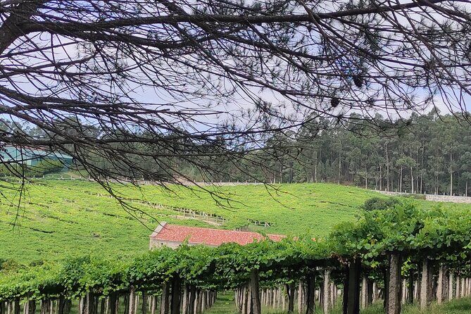 Rias Baixas PRIVATE Shore tour - In-Depth Look at the Itinerary