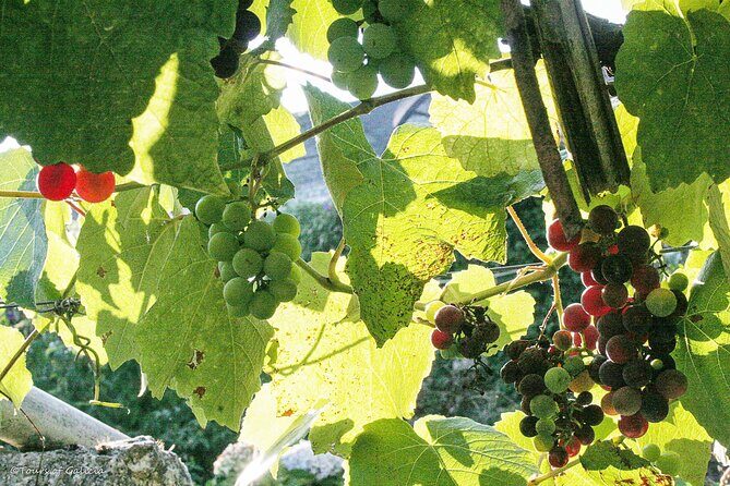 Rias Baixas PRIVATE Shore tour - The Sum Up