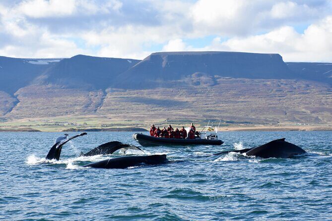 RIB boat express: Whales, Eyjafjord and Akureyri - Key Points