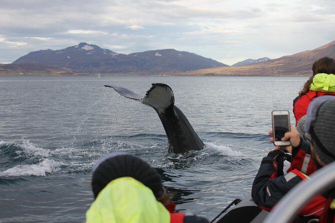 RIB boat express: Whales, Eyjafjord and Akureyri - An In-Depth Look at the Whale Watching RIB Experience