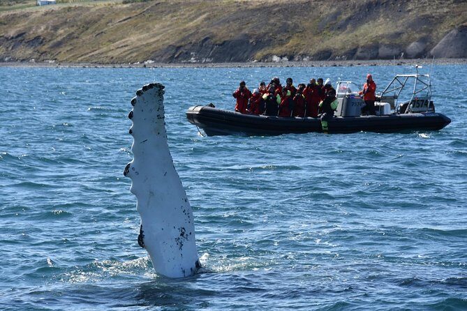 RIB boat express: Whales, Eyjafjord and Akureyri - Final Thoughts
