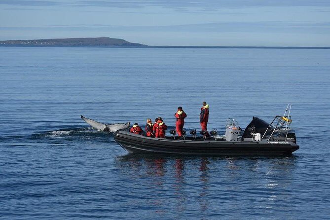 RIB boat express: Whales, Eyjafjord and Akureyri - FAQs