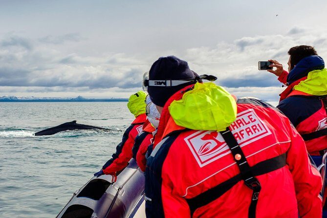 RIB Whale Watching Small-Group Boat Tour from Reykjavik - The Itinerary Deep Dive