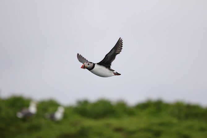 RIB Whale Watching Small-Group Boat Tour from Reykjavik - FAQ
