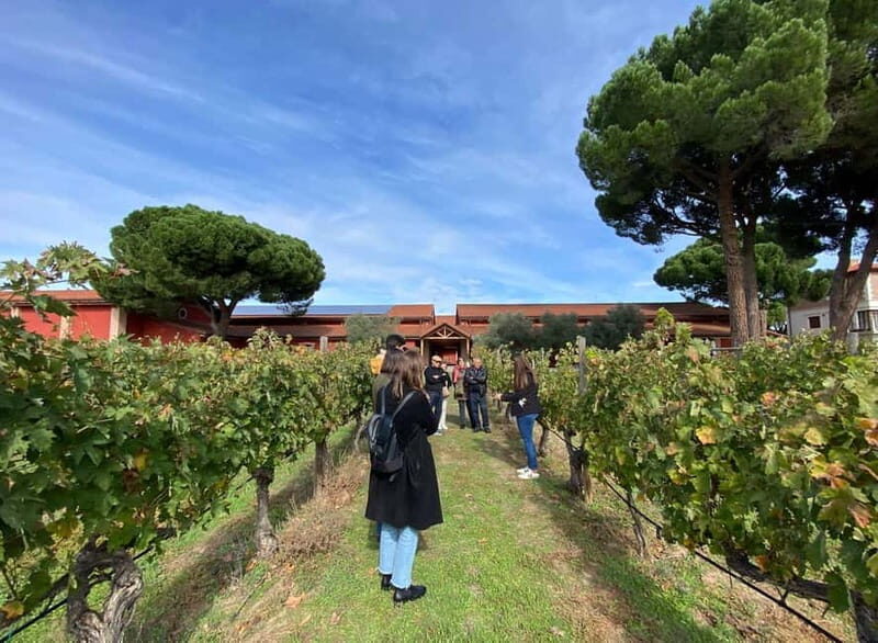 Ribera del Duero Tour: 2 Wineries with Transport from Madrid - Key Points