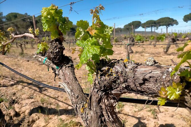 Ribera del Duero Tour: Three Wineries & Lunch from Madrid - A Complete Guide to the Ribera del Duero Experience
