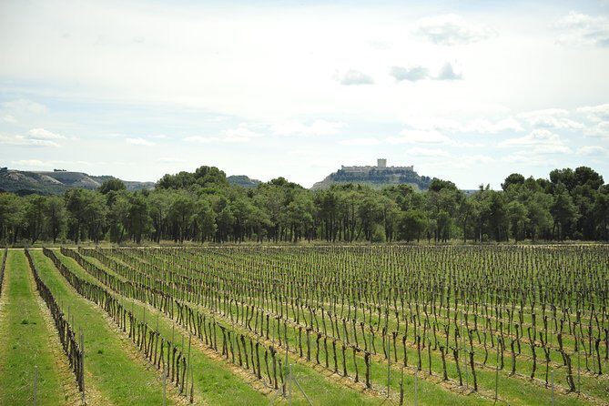 Ribera del Duero Wineries Guided Tour & Wine Tasting from Madrid - Key Points