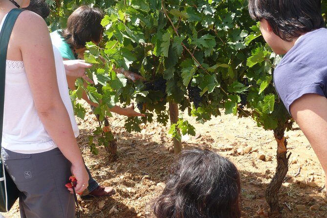 Ribera del Duero Wineries Guided Tour & Wine Tasting from Madrid - The Bottom Line