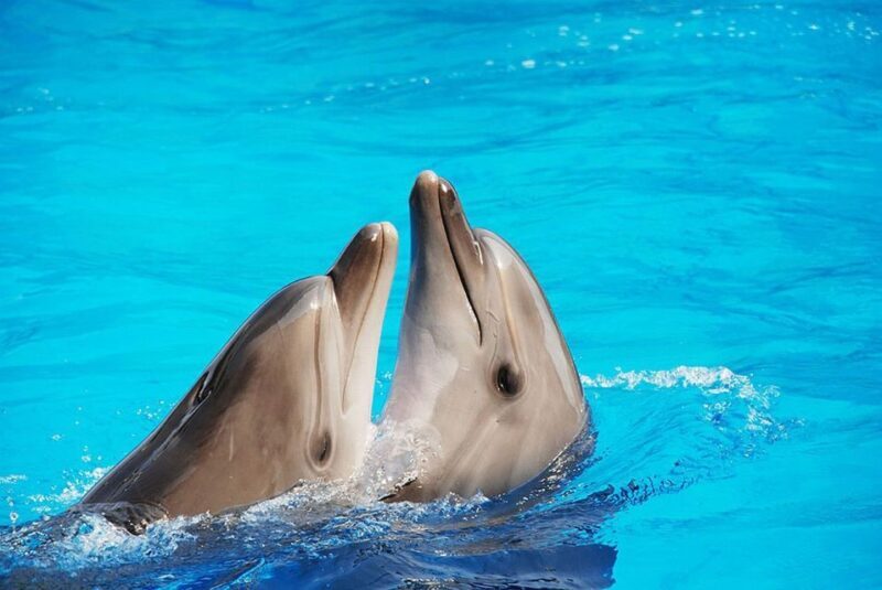 Riccione: Oltremare Park Entrance Ticket - Riccione: Oltremare Park Entrance Ticket – A Detailed Look