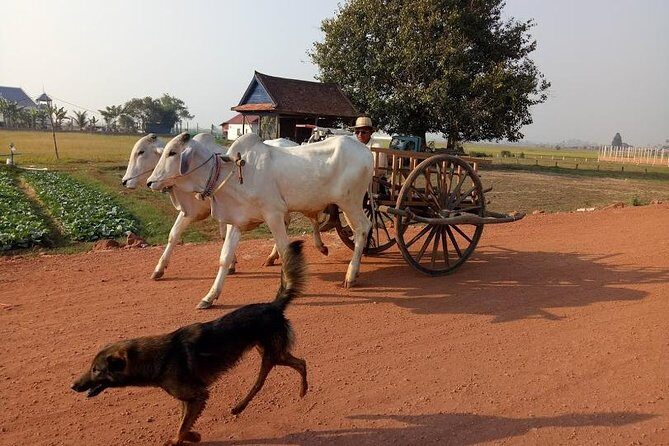 Rice Fields & Rural Villages Tour - Authentic Experiences from Reviews