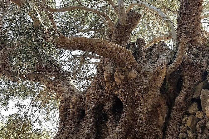 Richtis Waterfall, History, Azoria, OliveTasting, NorthCoast - Who Should Consider This Tour?