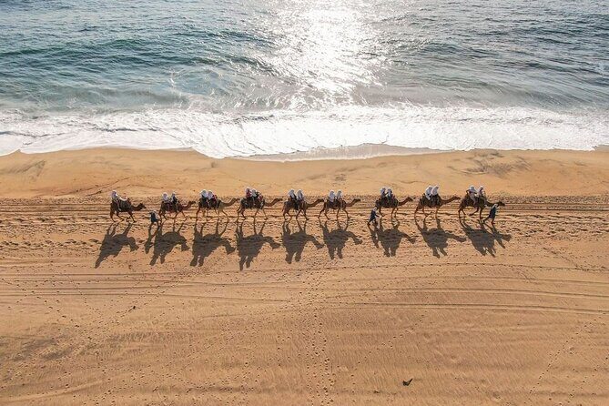 Ride the Wild Camel Safari and Off Road Rush - Transition to Off-Road UTV Adventure