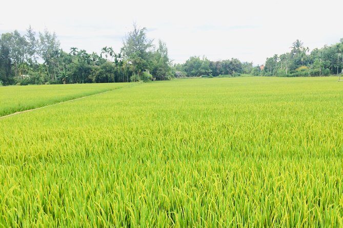 Riding Water Buffalo Hoi An Private Bike Tour - Frequently Asked Questions