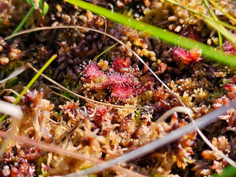 Riga: Best of Kemeri National Park In One Day - The Itinerary Breakdown and Practical Details