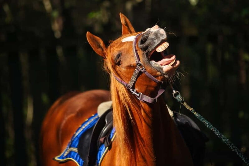 Riga Horse Riding tour along the Beach - An Authentic Horseback Adventure in Latvia