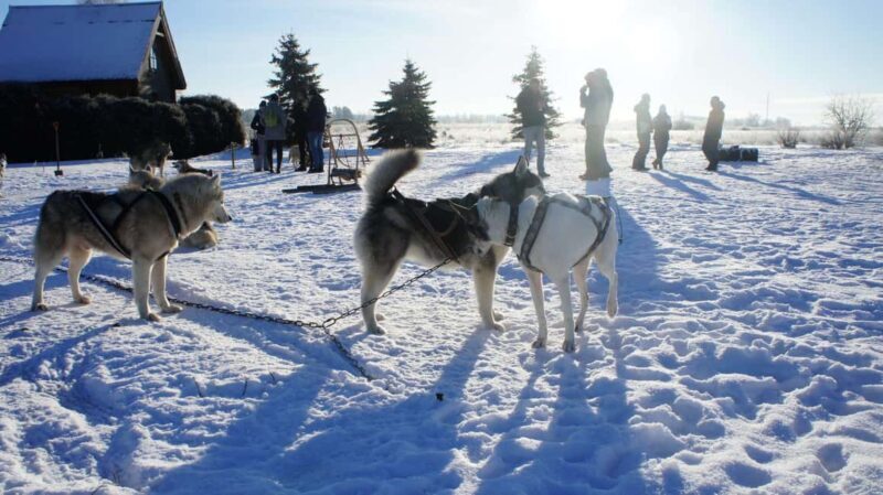 Riga: Husky Dog Sledding and Ride in Bobsleigh Track - The Experience Provider: RigaTours