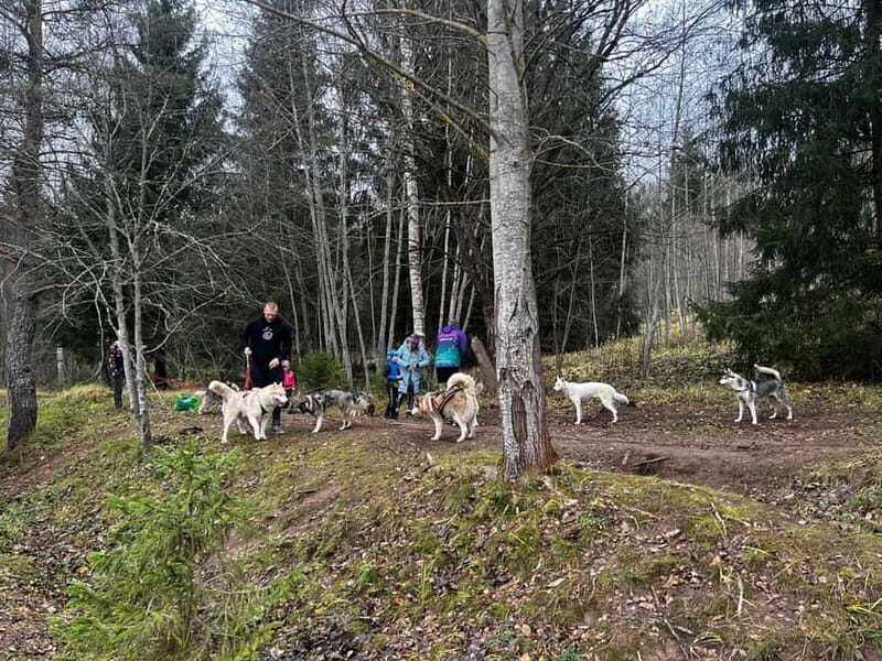 Riga: Husky Hike in the Nature Trail - A Deep Dive Into the Husky Hike Experience