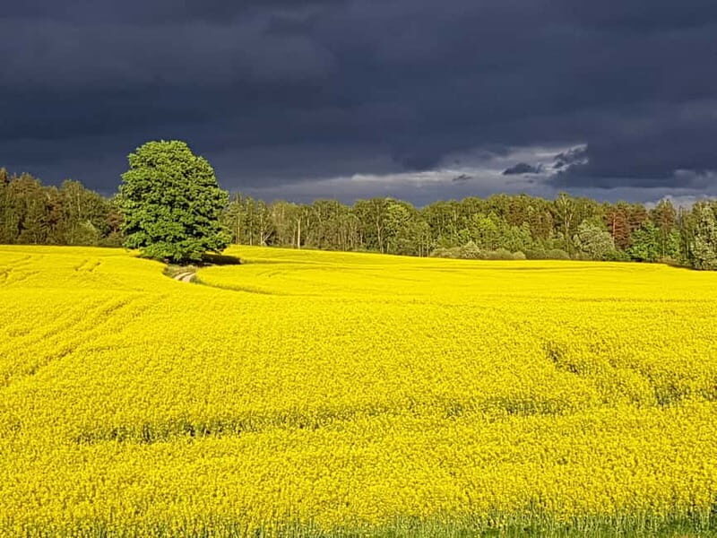 Riga: Nearby Manors and Castles Tour - Authentic Traveler Insights