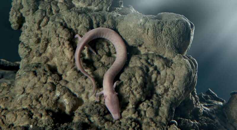 Rijeka: Postojna Cave and Predjama Castle - Exploring Postojna Cave: A Natural Marvel