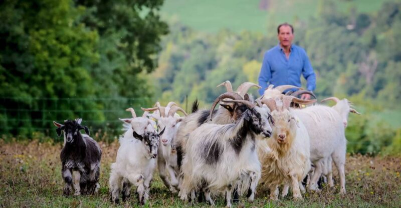 Rimini: San Leo Cashmere Farm Experience - Key Points