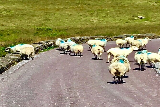Ring of Kerry private Tour from Killarney, Car or minibus - In-Depth Look at the Private Ring of Kerry Tour