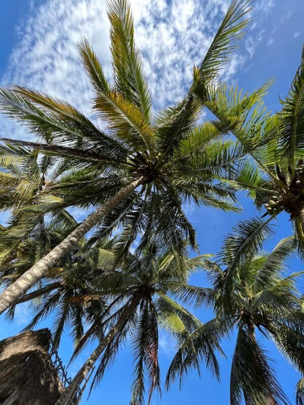 Río Lagartos 3 Islands, Mayan history and Oasis - The Sum Up