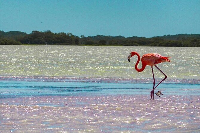 Rio Lagartos and Las Coloradas Day Tour from Cancun - The Sum Up